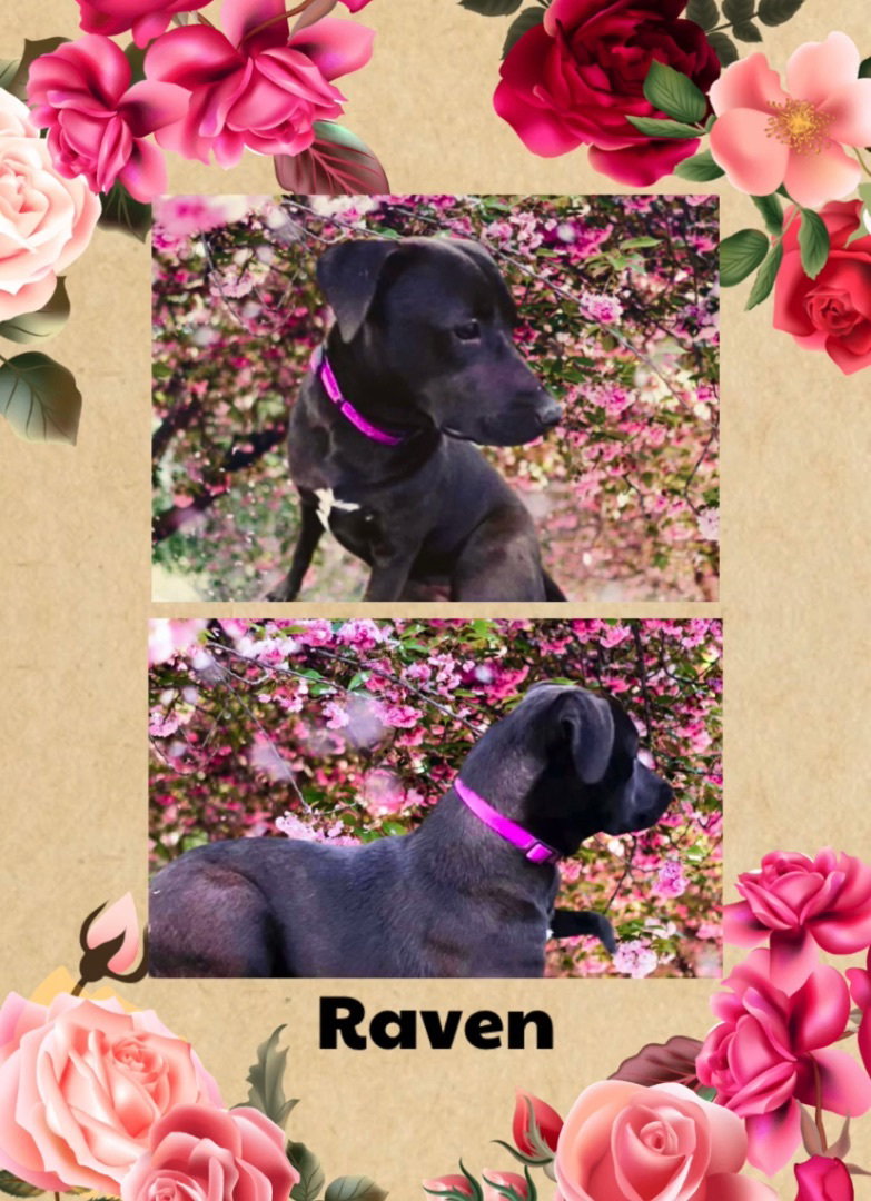 Dog for Adoption Raven, a Black Labrador Retriever in Mcrae, GA