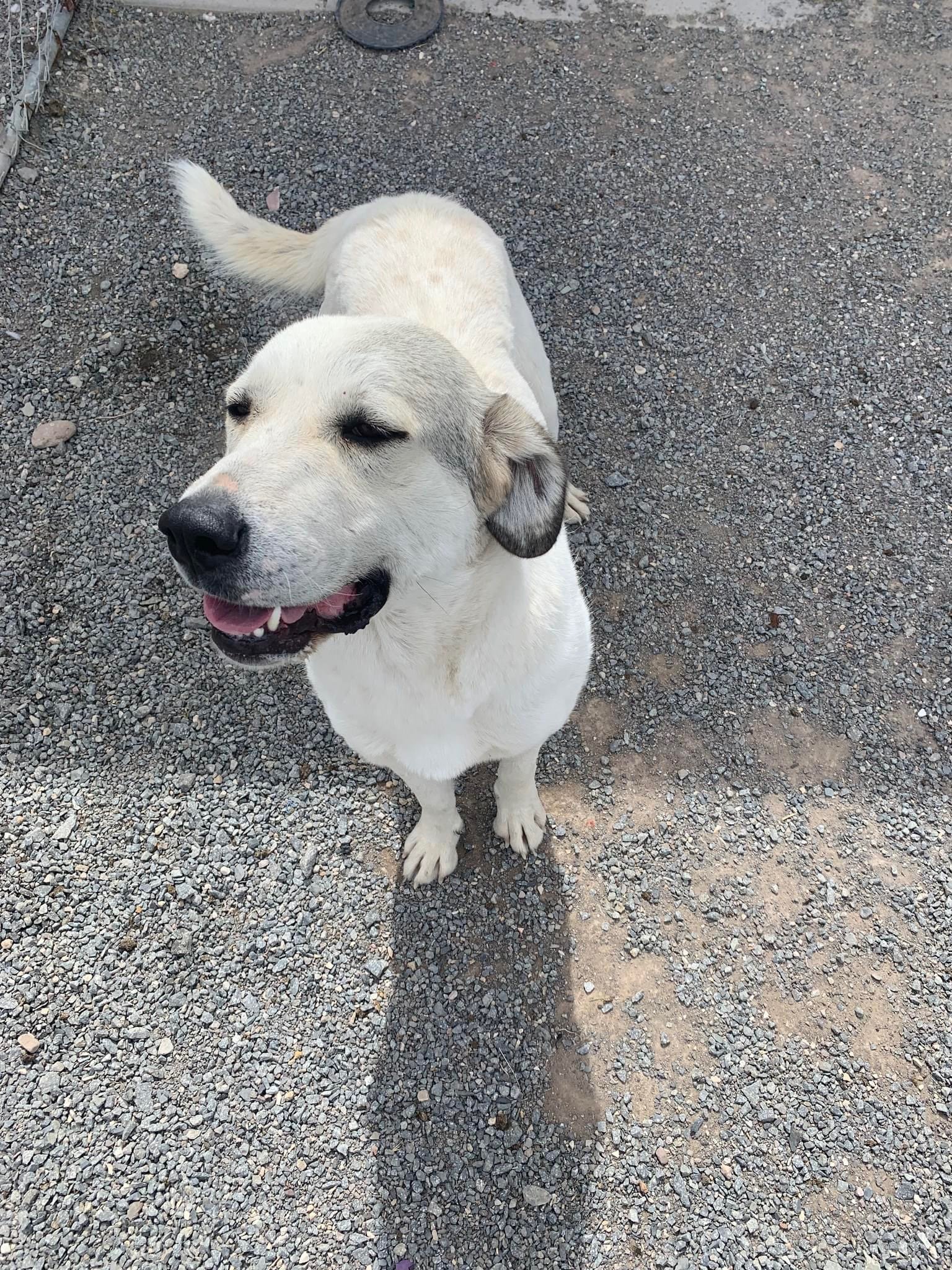 adoptable Dog in Bountiful, UT named Aspen