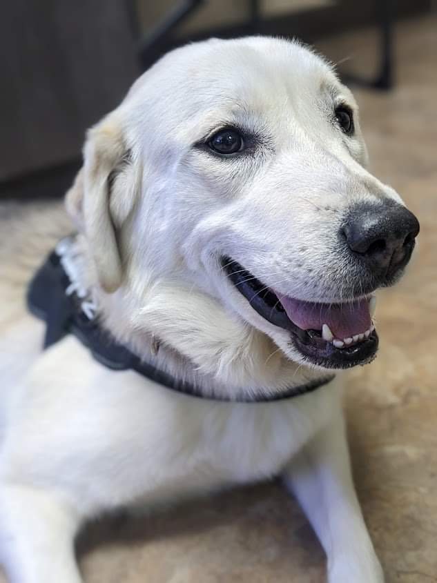 adoptable Dog in Bountiful, UT named Sunni