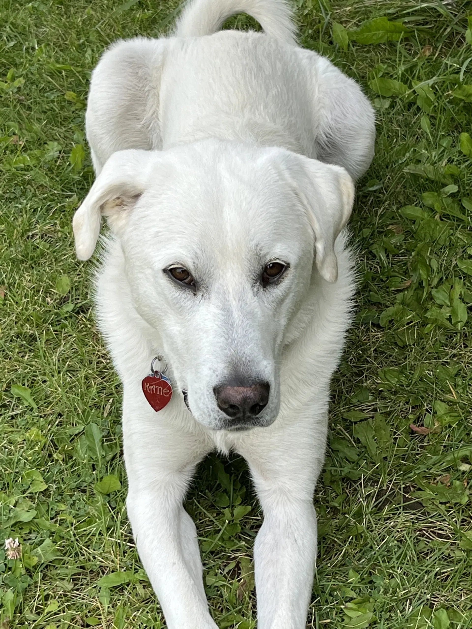 Savannah - Great Pyrenees