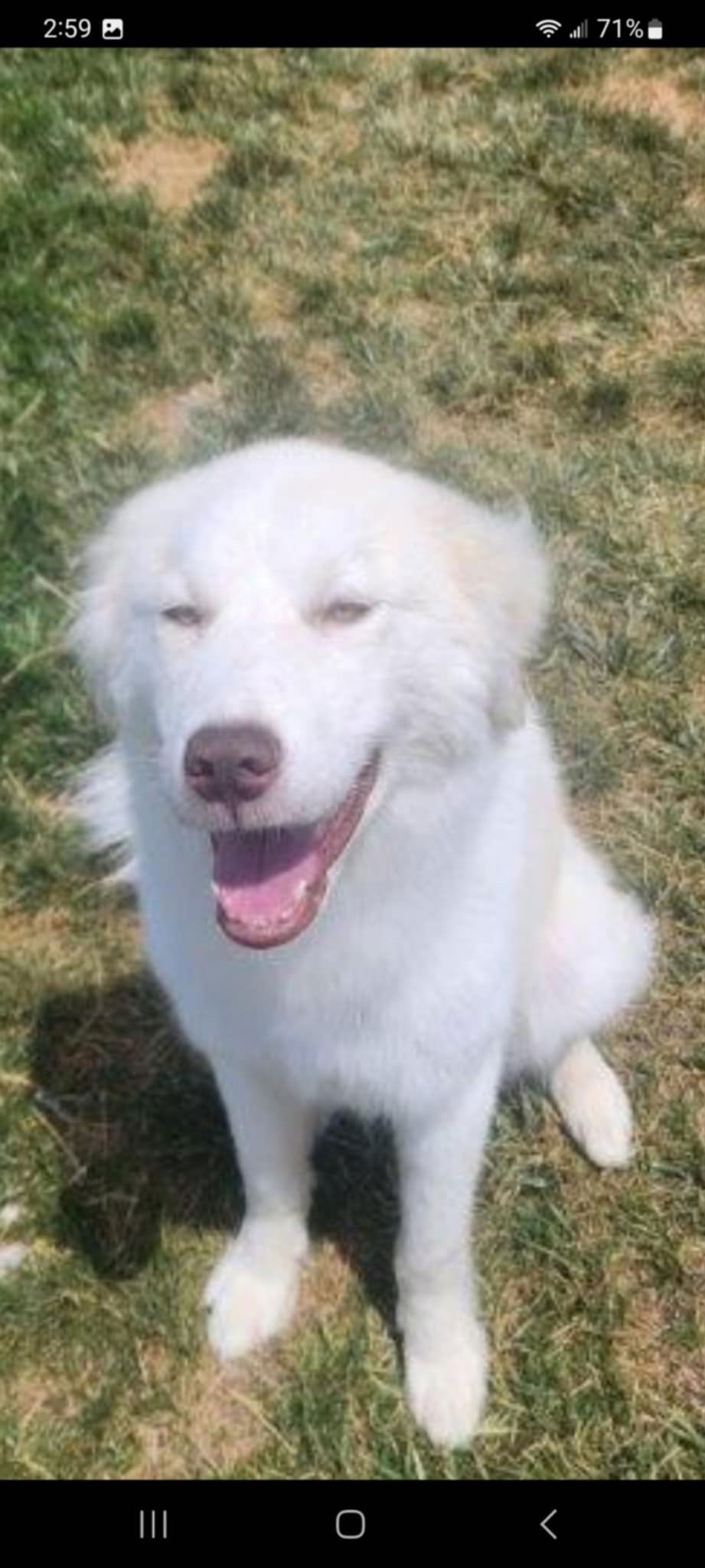 adoptable Dog in Bountiful, UT named May/Yeti