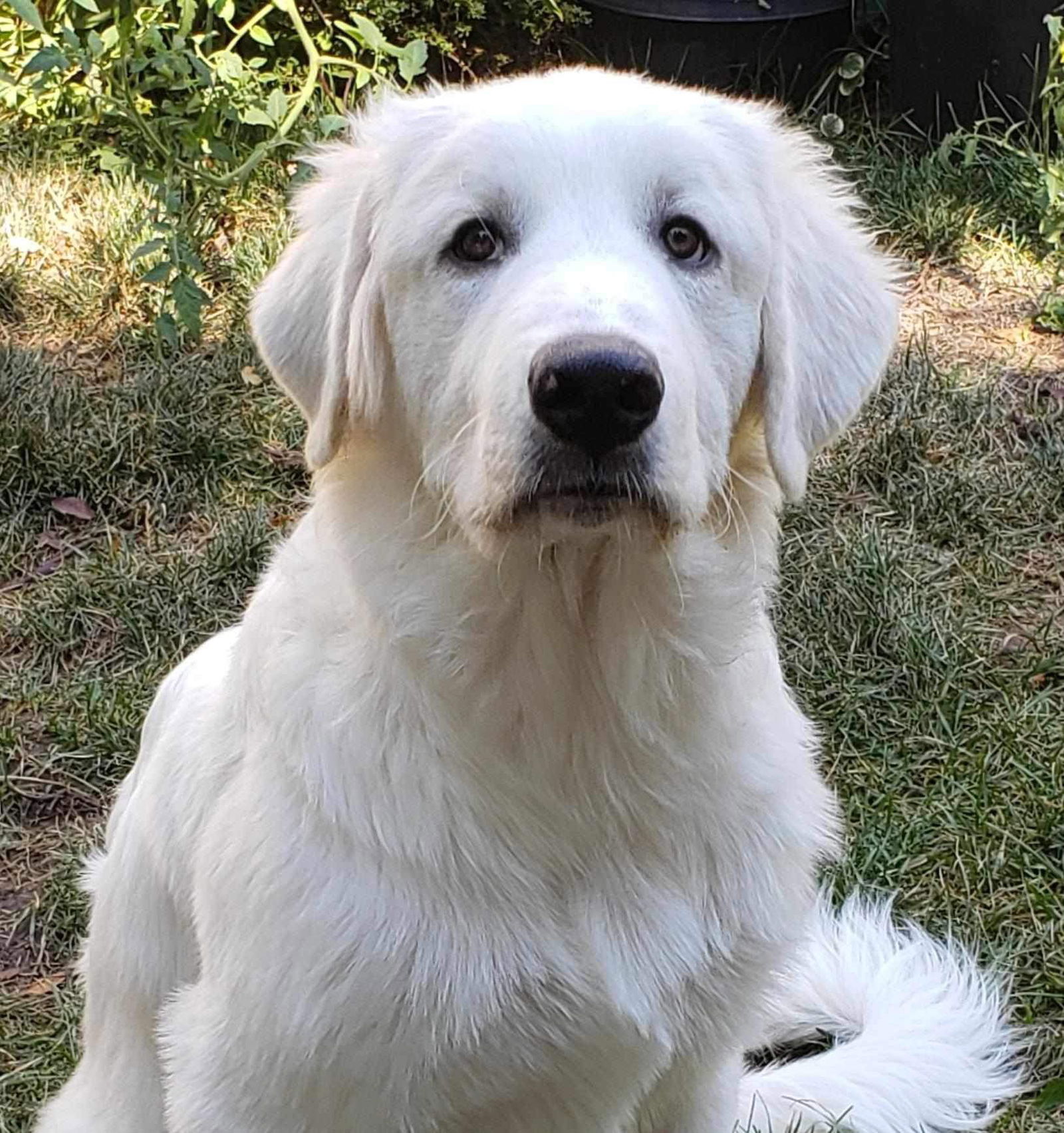 adoptable Dog in Bountiful, UT named Einstein