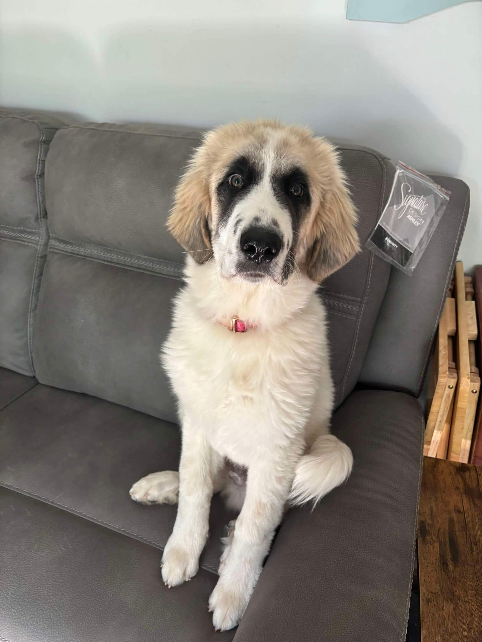 adoptable Dog in Bountiful, UT named Starbucks