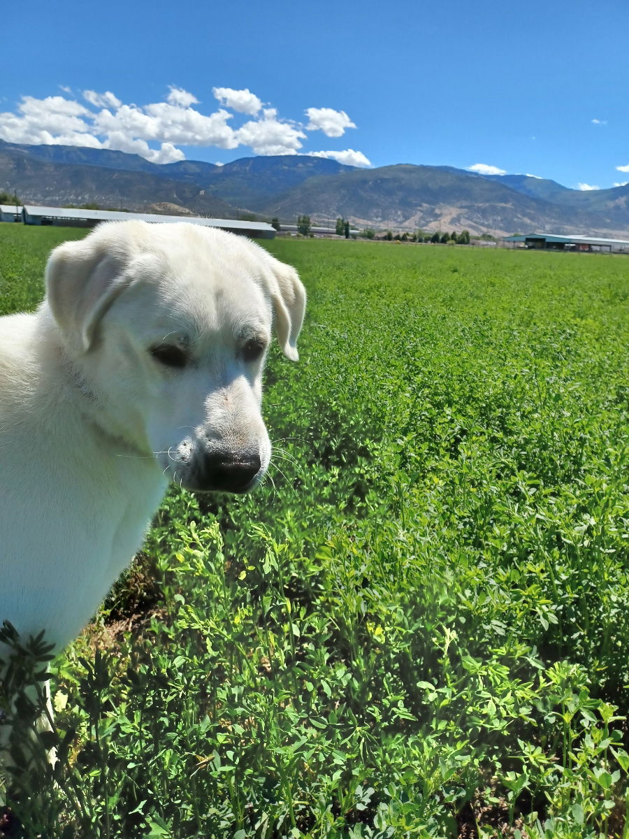 adoptable Dog in Bountiful, UT named Adin