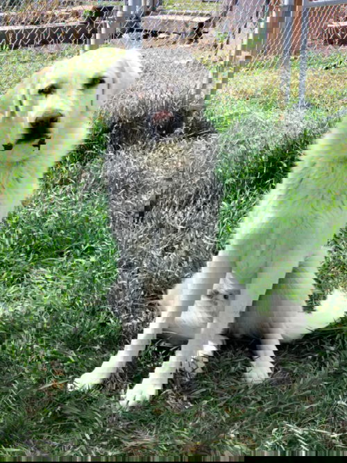 Buddy