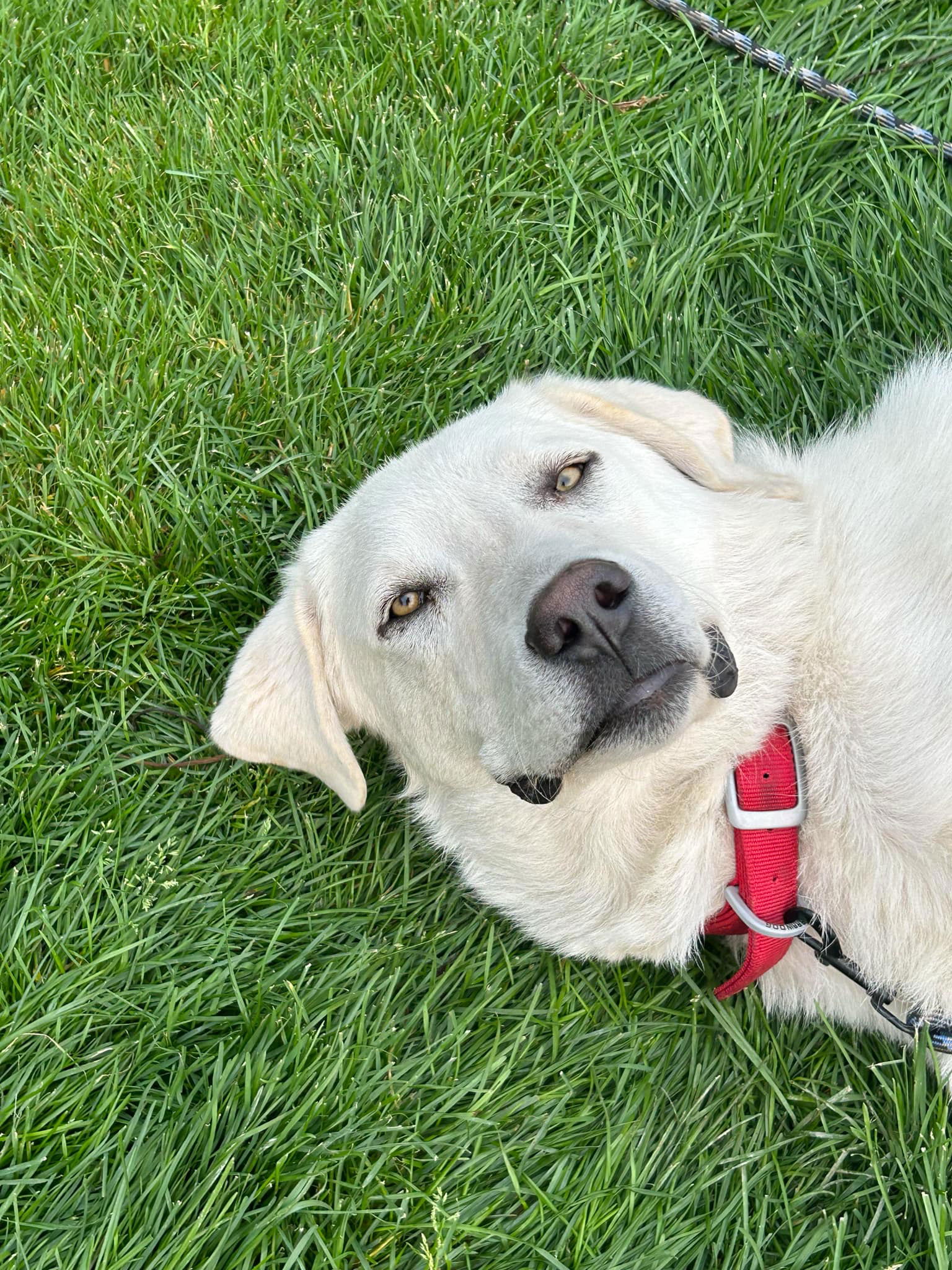 adoptable Dog in Bountiful, UT named Buddy