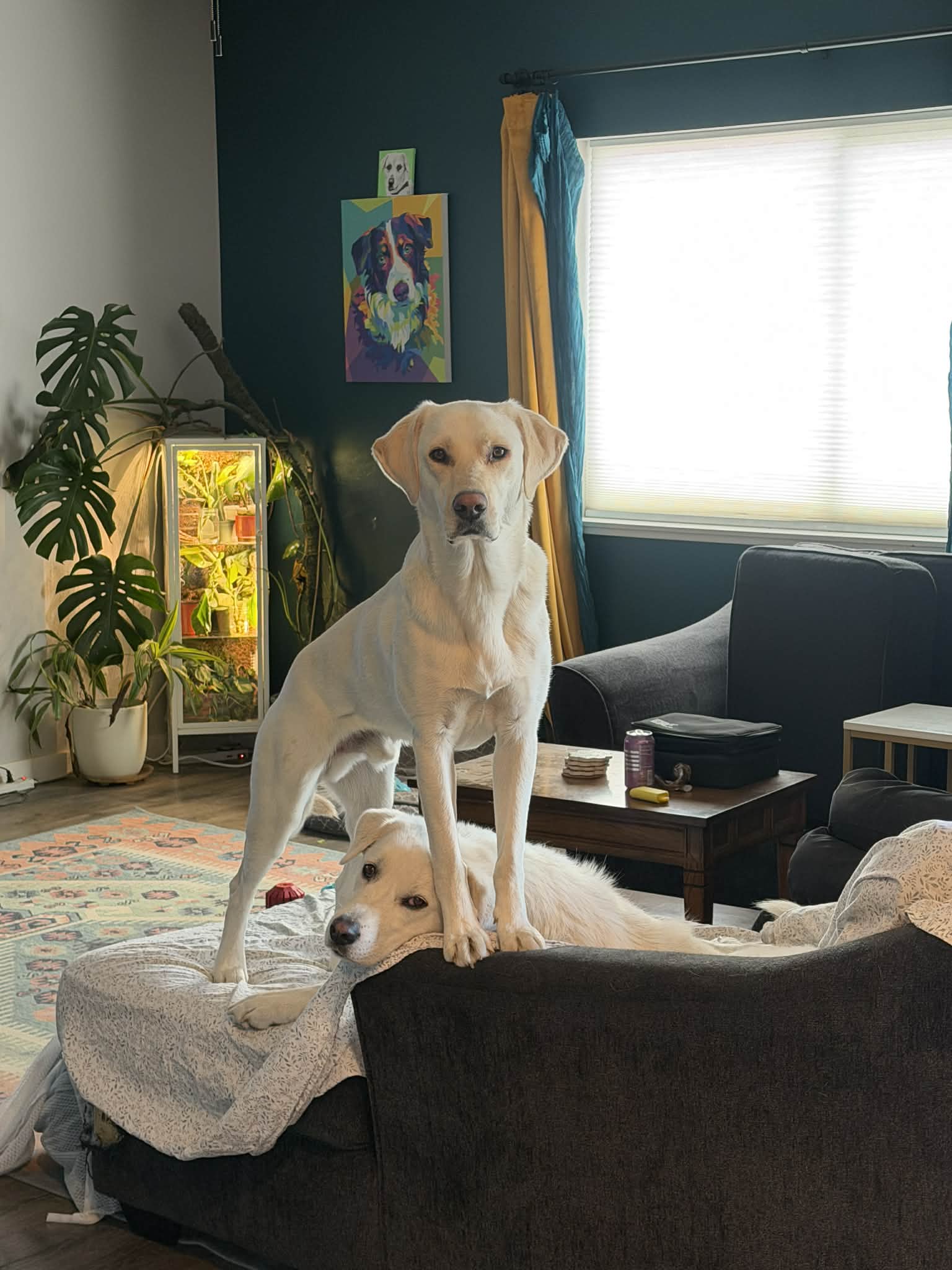 Kumo, photo 9
