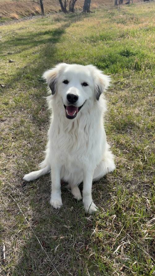 Bailey, an adoptable Maremma Sheepdog in Bountiful, UT