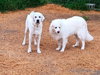 Lucy - Photo 6