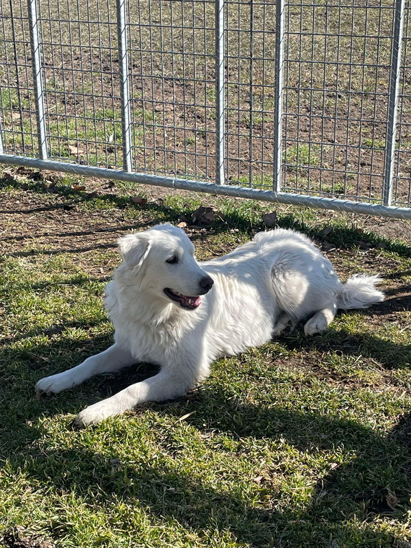 Mr Yuki