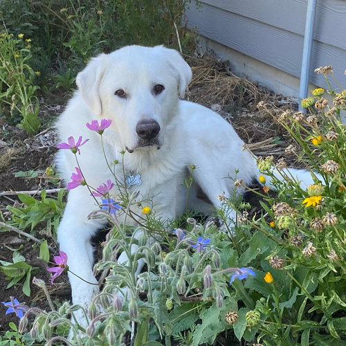 Darby, an adoptable Great Pyrenees in Bountiful, UT