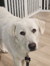 Sierra - Photo 2