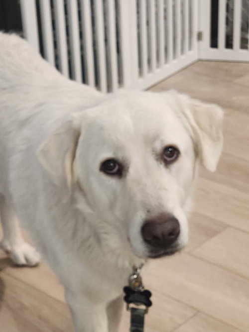 SIERRA - Great Pyrenees / Akbash available for adoption