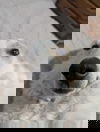 Perdita