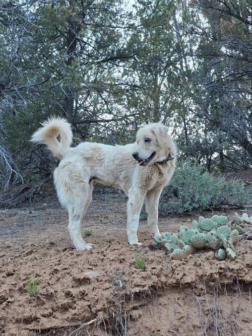 COCO - Great Pyrenees available for adoption