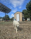 Coco - Photo 4