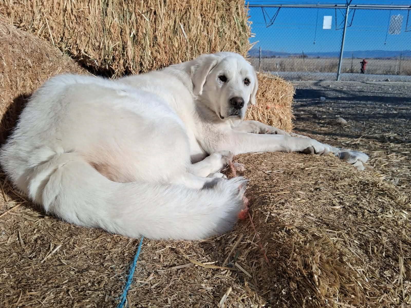 Coco