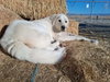 Coco - Photo 1