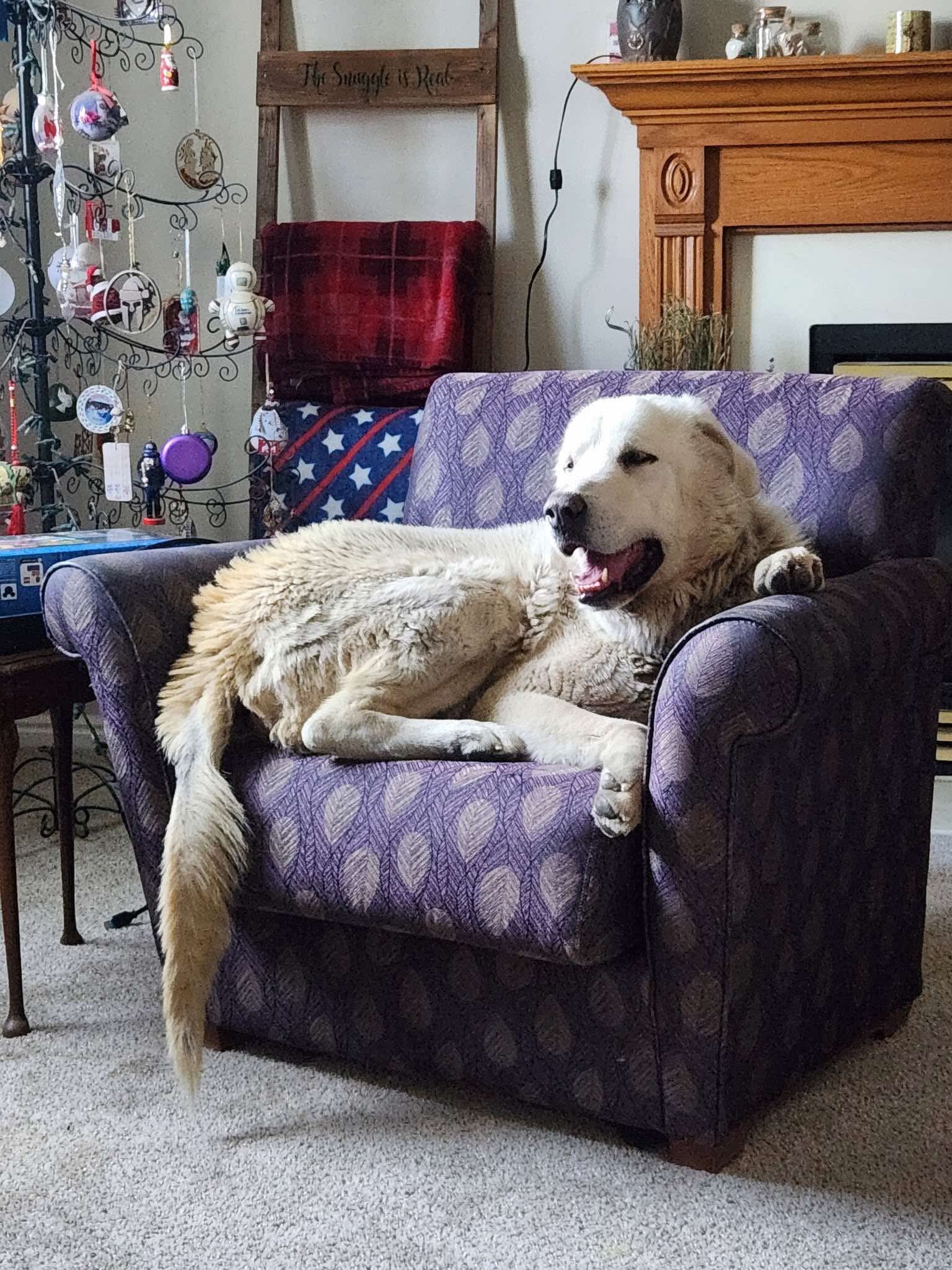 adoptable Dog in Bountiful, UT named Tiny/Apa