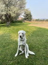 Albi