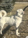 Albi