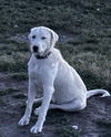 Bessie/Nala