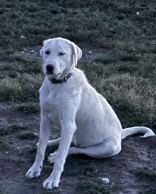 Bessie/Nala