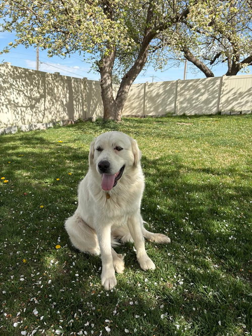 picture of the dog needing adoption