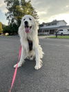 adoptable Dog in  named Joey