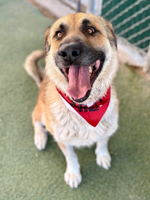 picture of the dog needing adoption