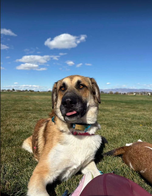 picture of the dog needing adoption