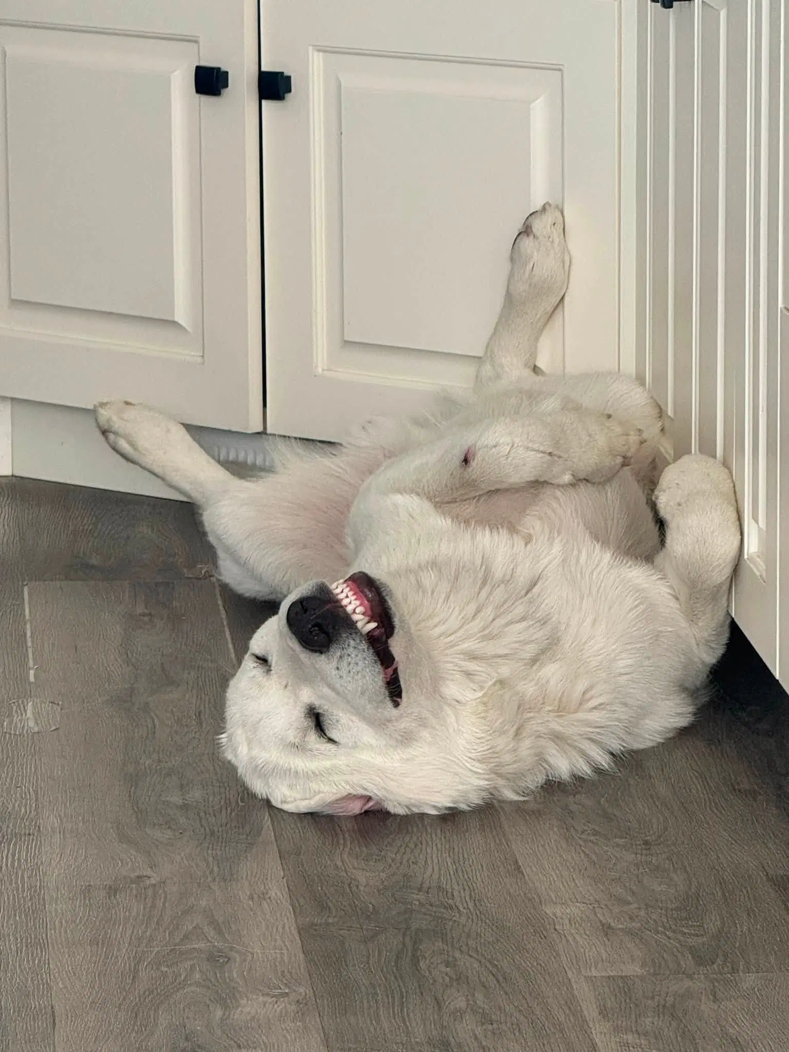 Ghost - Great Pyrenees
