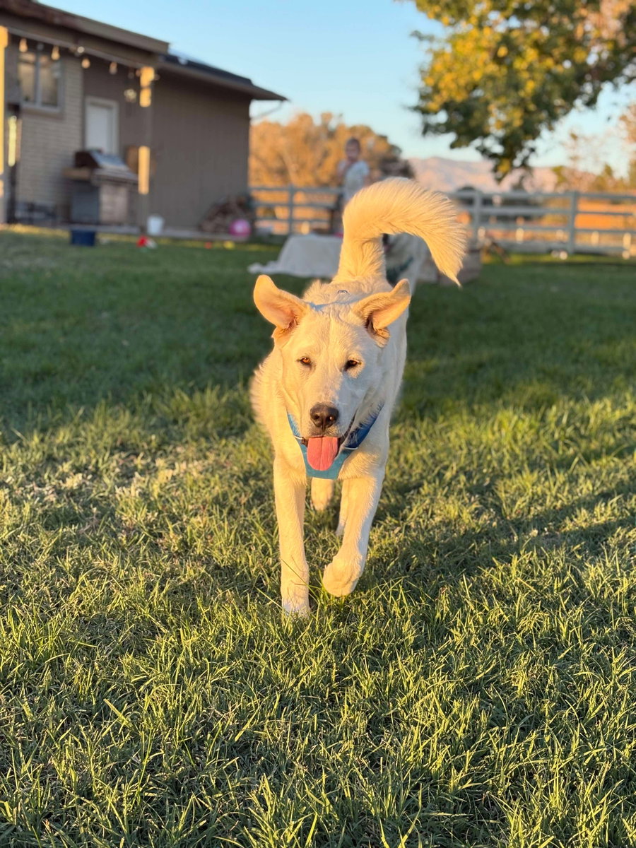 Duke