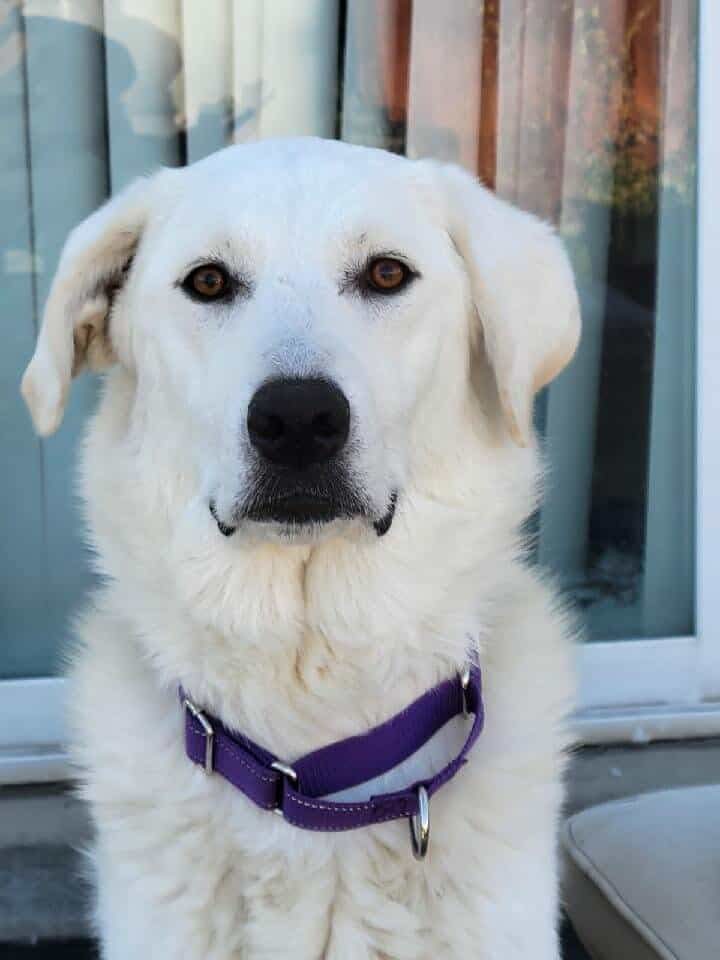 Noel