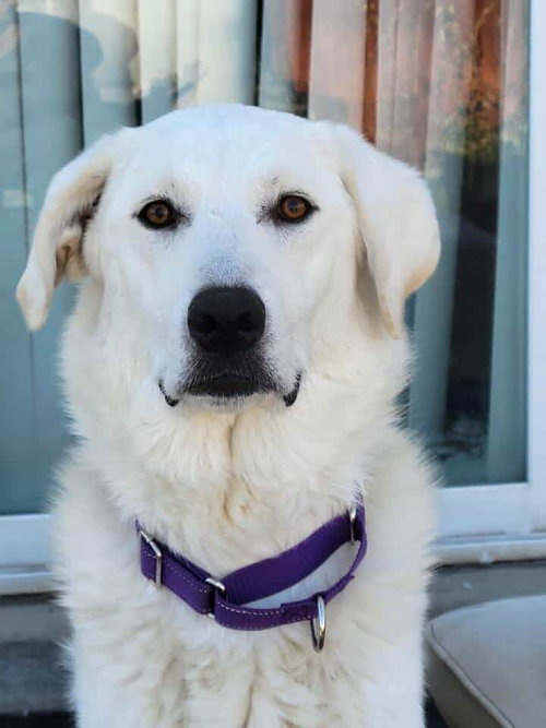 picture of the dog needing adoption