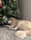 Riley - Photo 3