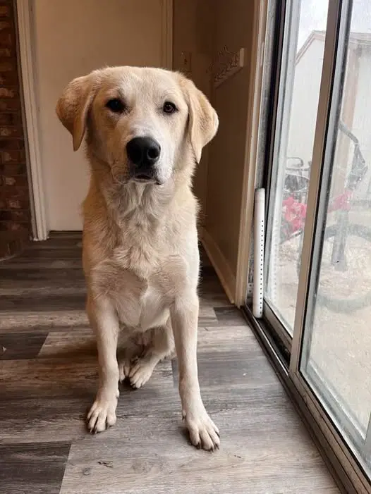 Riley - Akbash/Labrador