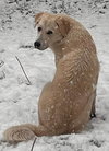 Riley - Photo 4