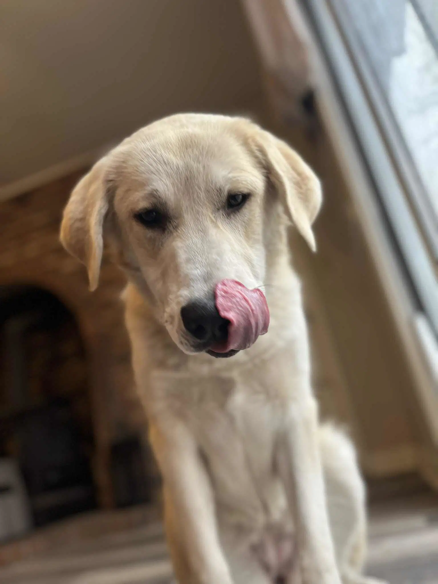 Riley image 3