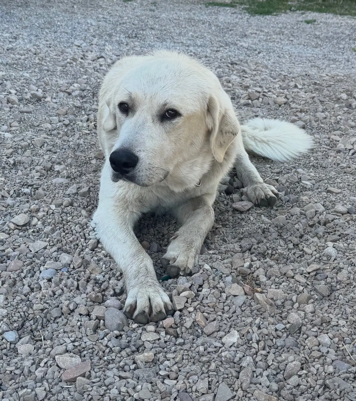 Riley image 2