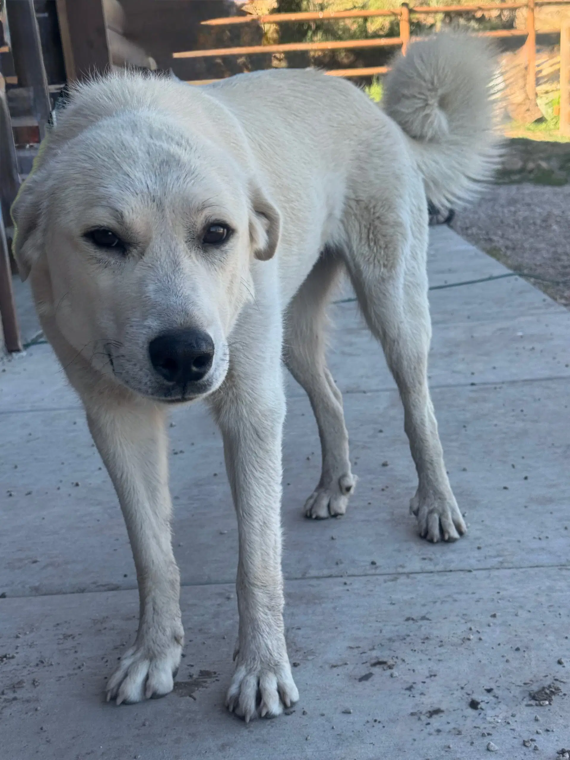 Riley image 4