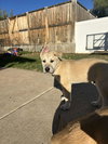 Bert - Photo 2