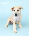 Bert - Photo 1