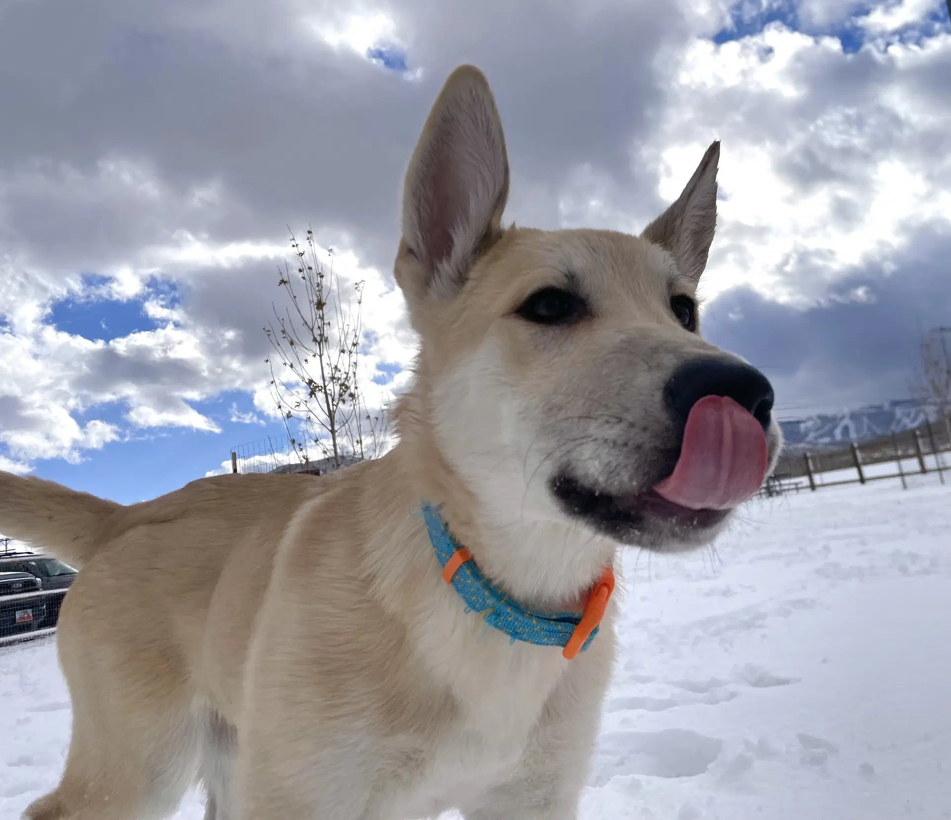 Bert - German Shepherd Dog