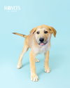 Ernie - Photo 1