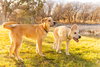 Ernie - Photo 4