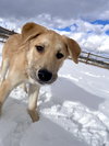 Ernie - Photo 2