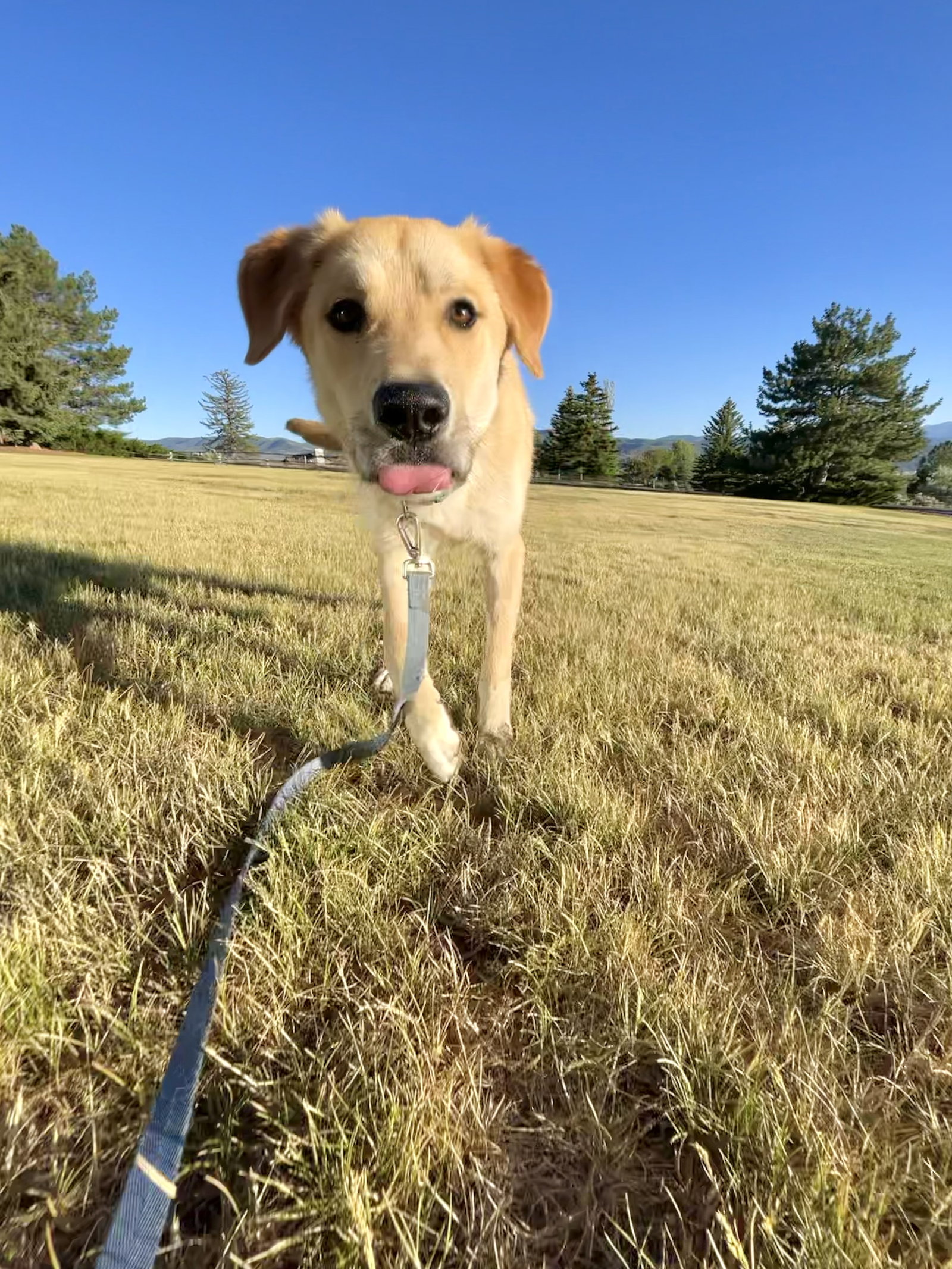 Ernie, photo 11