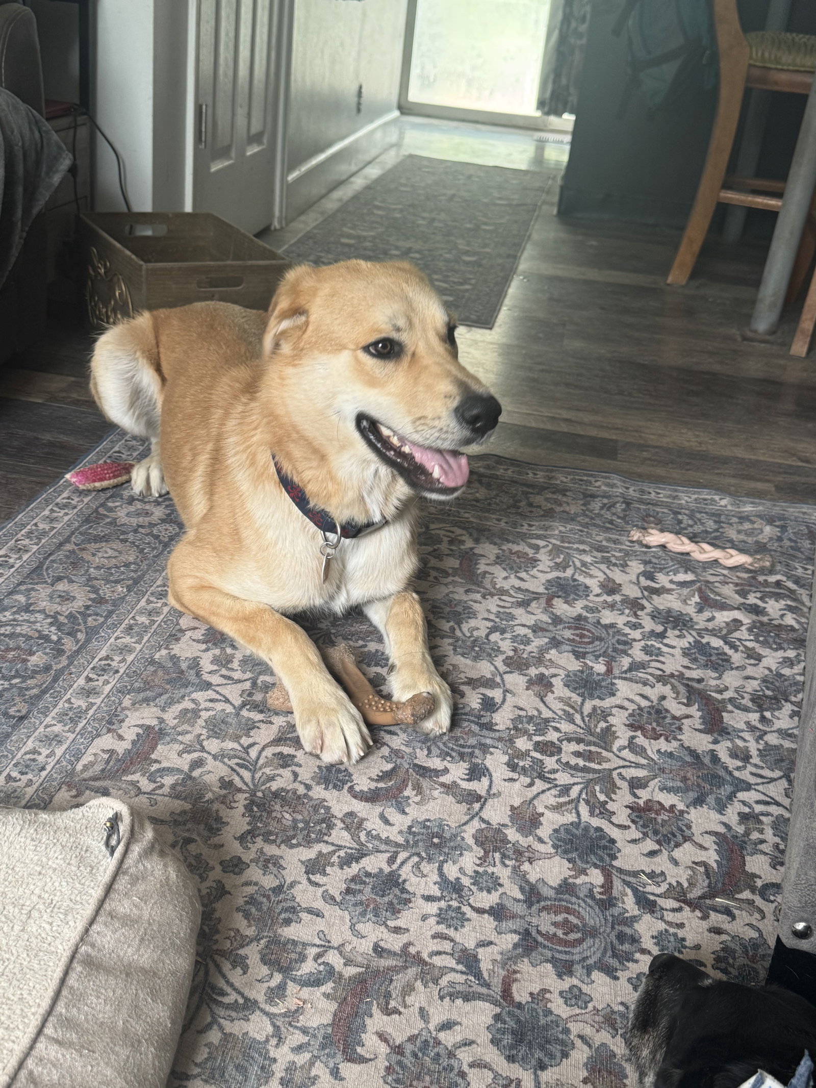 Ernie, photo 12