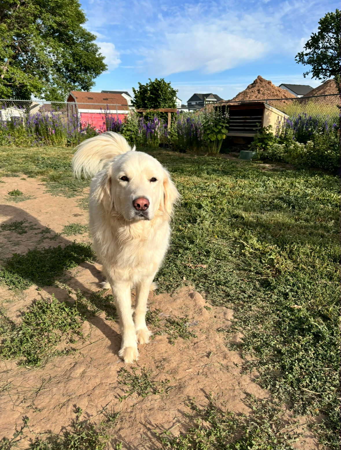 Maggie image 3